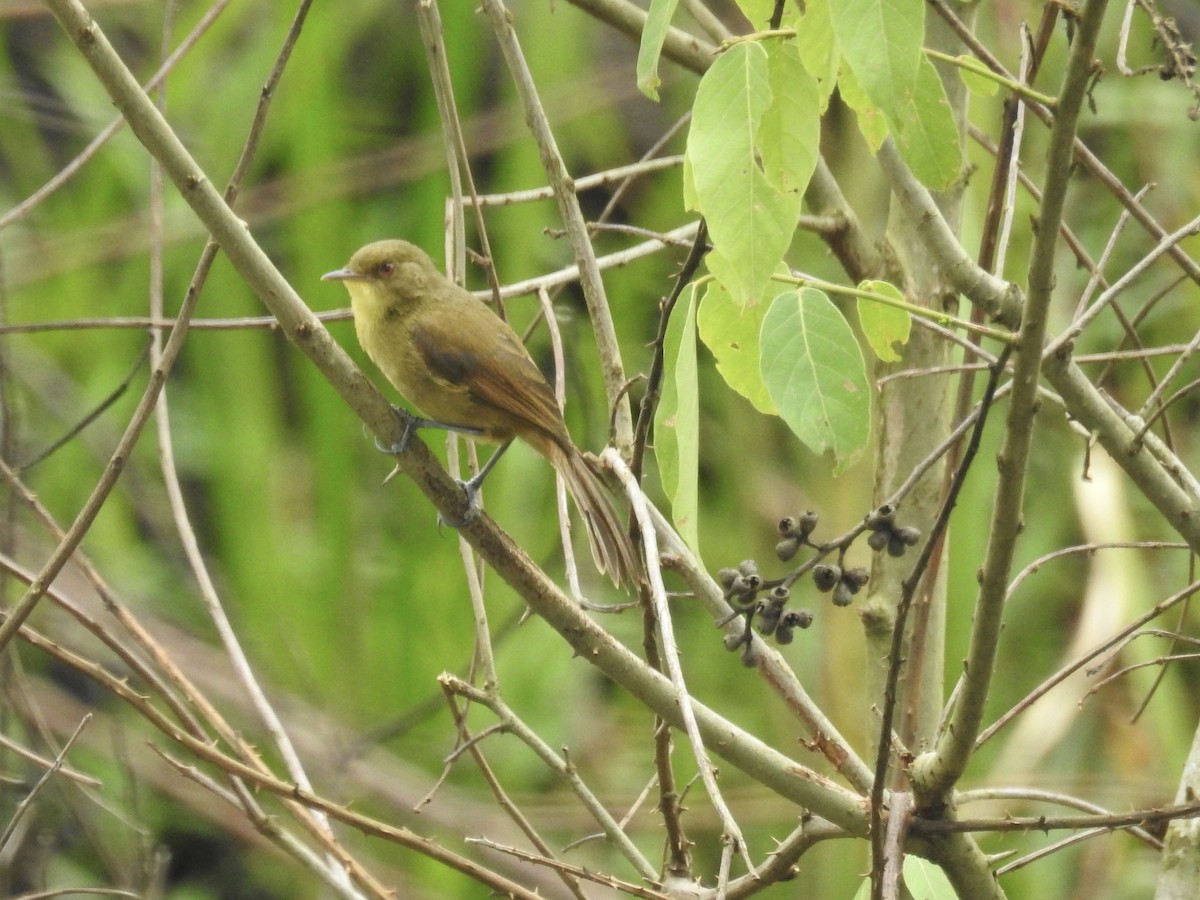 Papyrus Yellow-Warbler - Nick Hudson