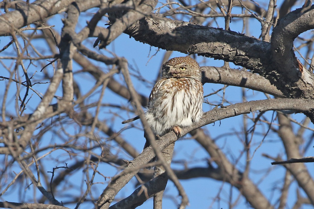 Pearl-spotted Owlet - ML71909181