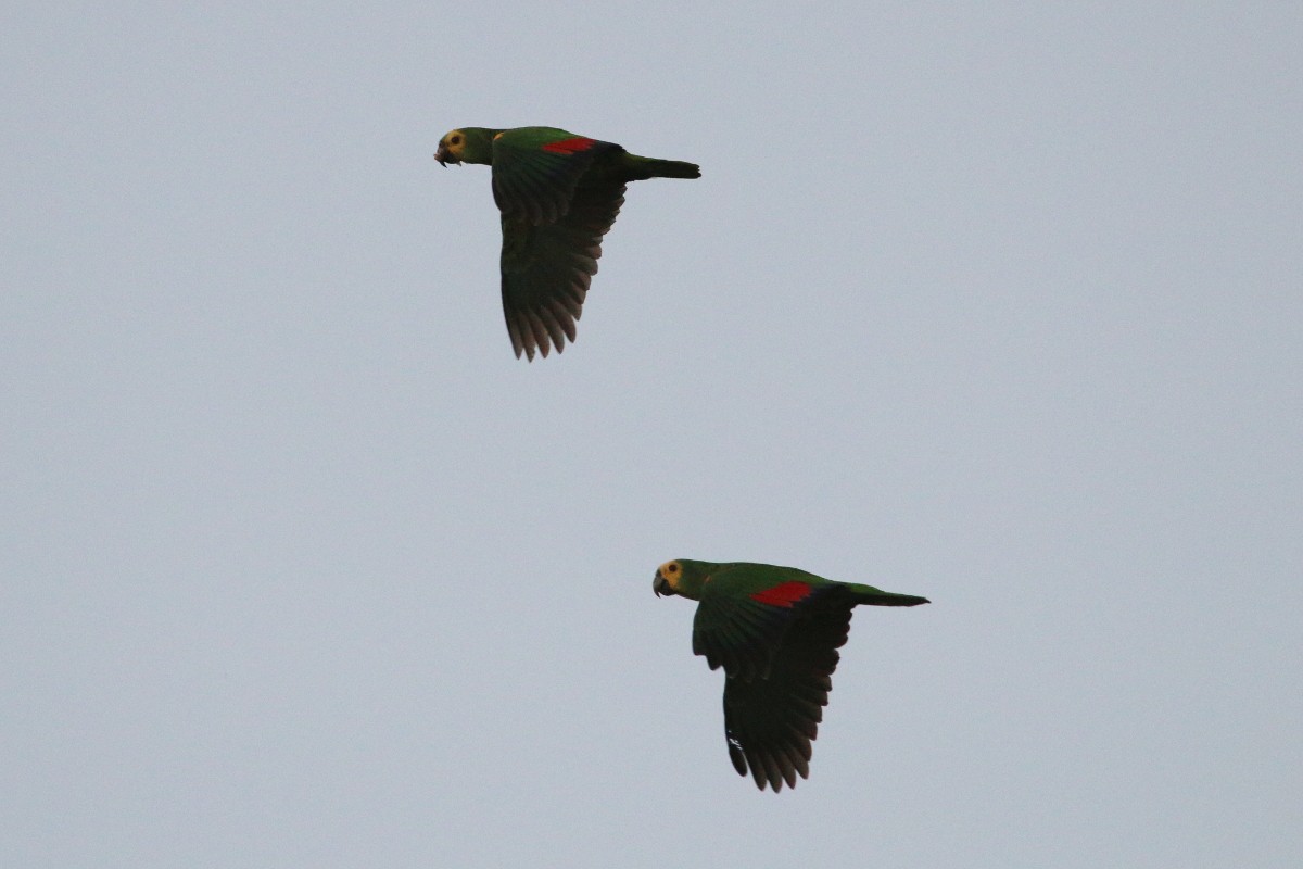 Turquoise-fronted Parrot - Leith Woodall