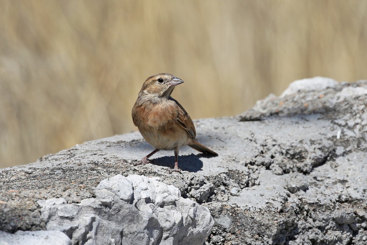 Lark-like Bunting - ML71910071