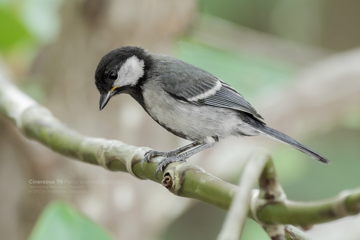 Cinereous Tit - ML71910781