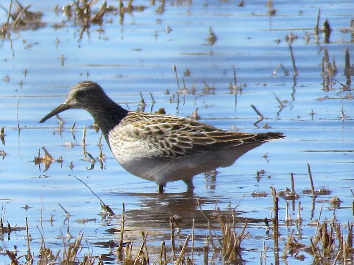 Bécasseau à poitrine cendrée - ML71911071