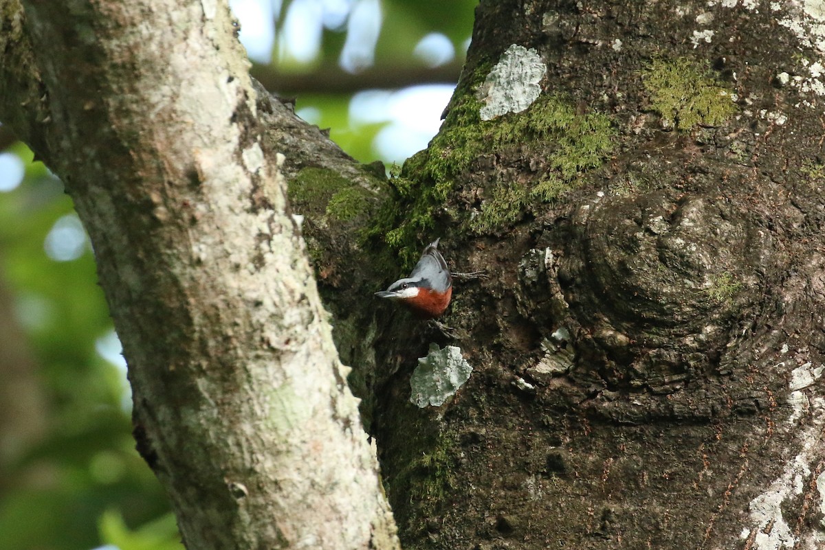 Chestnut-bellied Nuthatch - ML71911141