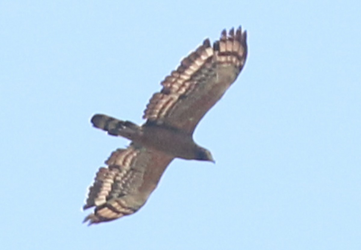 Crested Serpent-Eagle (Crested) - ML71912371