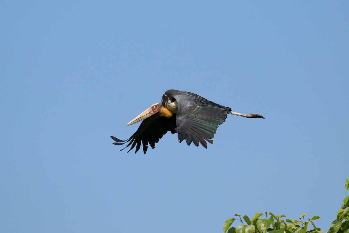 Lesser Adjutant - Tommy Pedersen