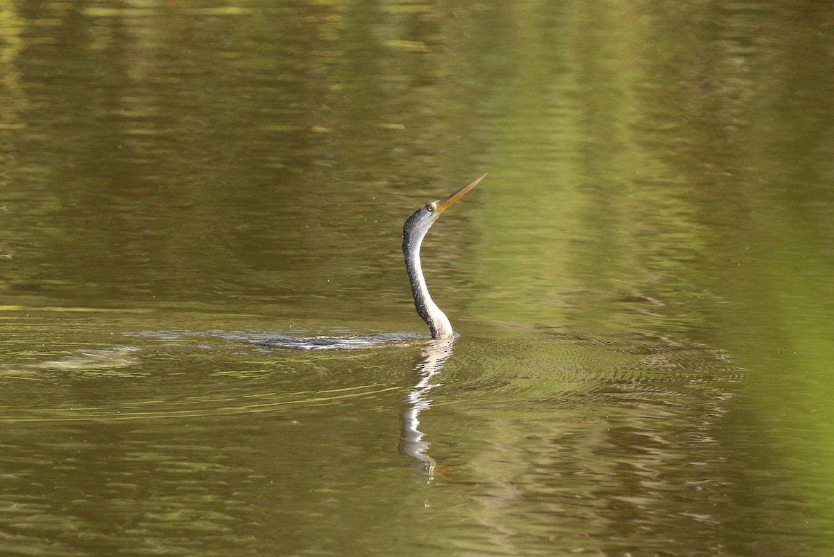 Oriental Darter - Tommy Pedersen