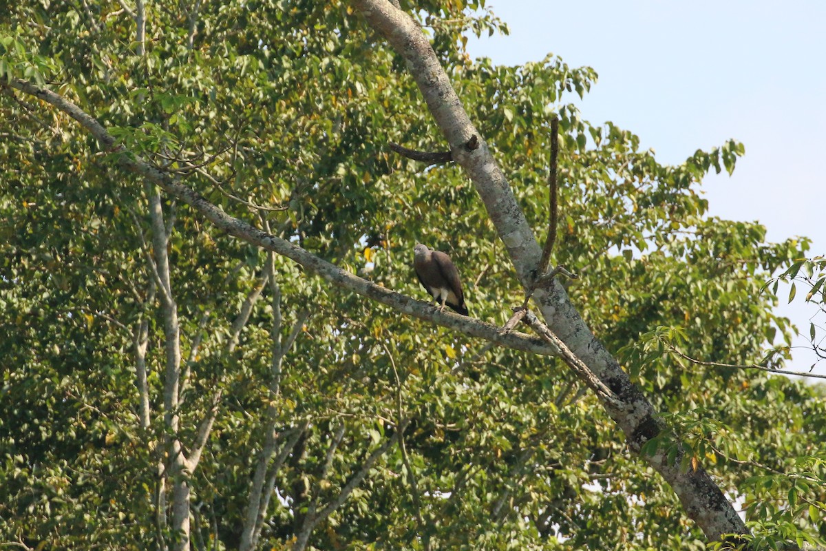 Gray-headed Fish-Eagle - ML71912781