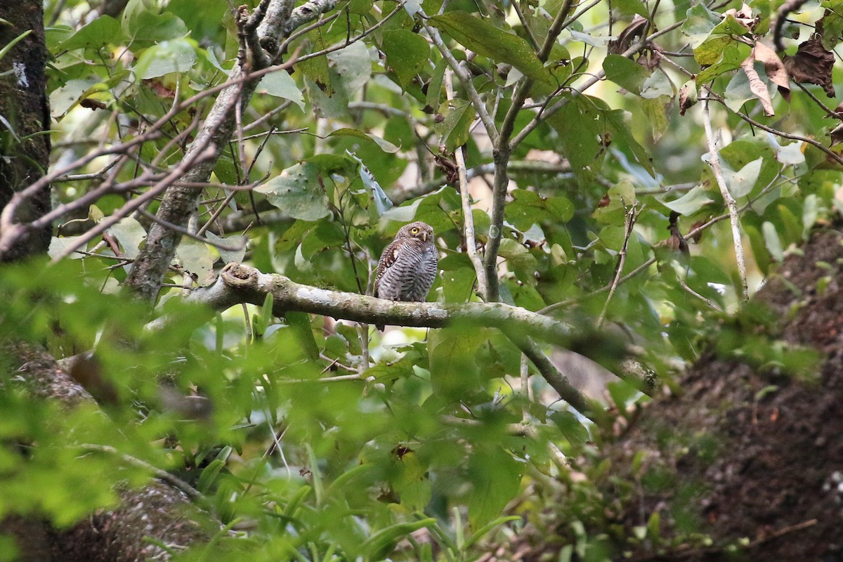 Jungle Owlet - ML71912801