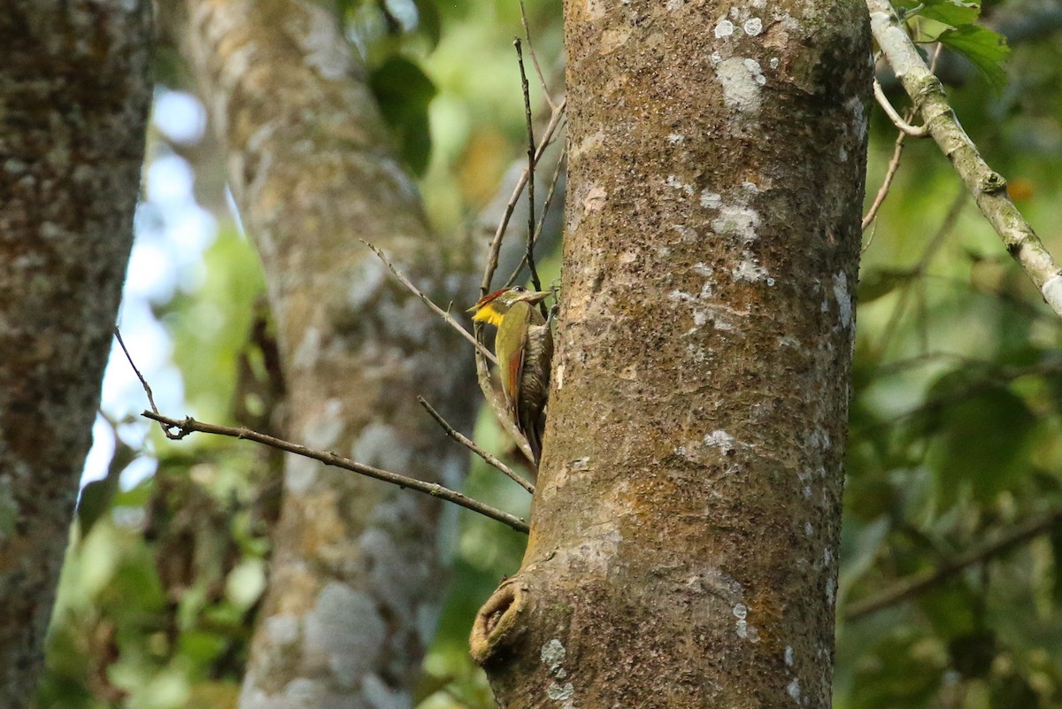 Lesser Yellownape - ML71912841