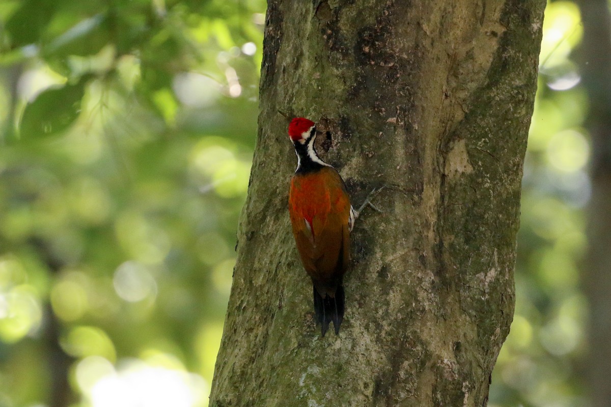 Himalayan Flameback - ML71912861