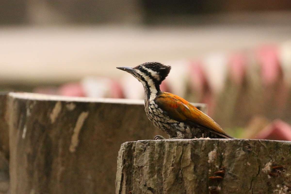 Himalayan Flameback - ML71912881