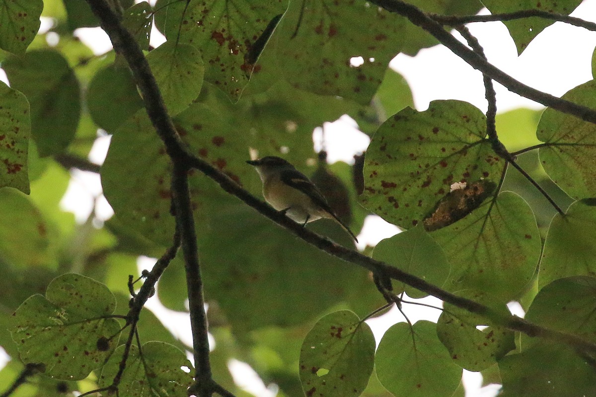 Small Minivet - ML71912901