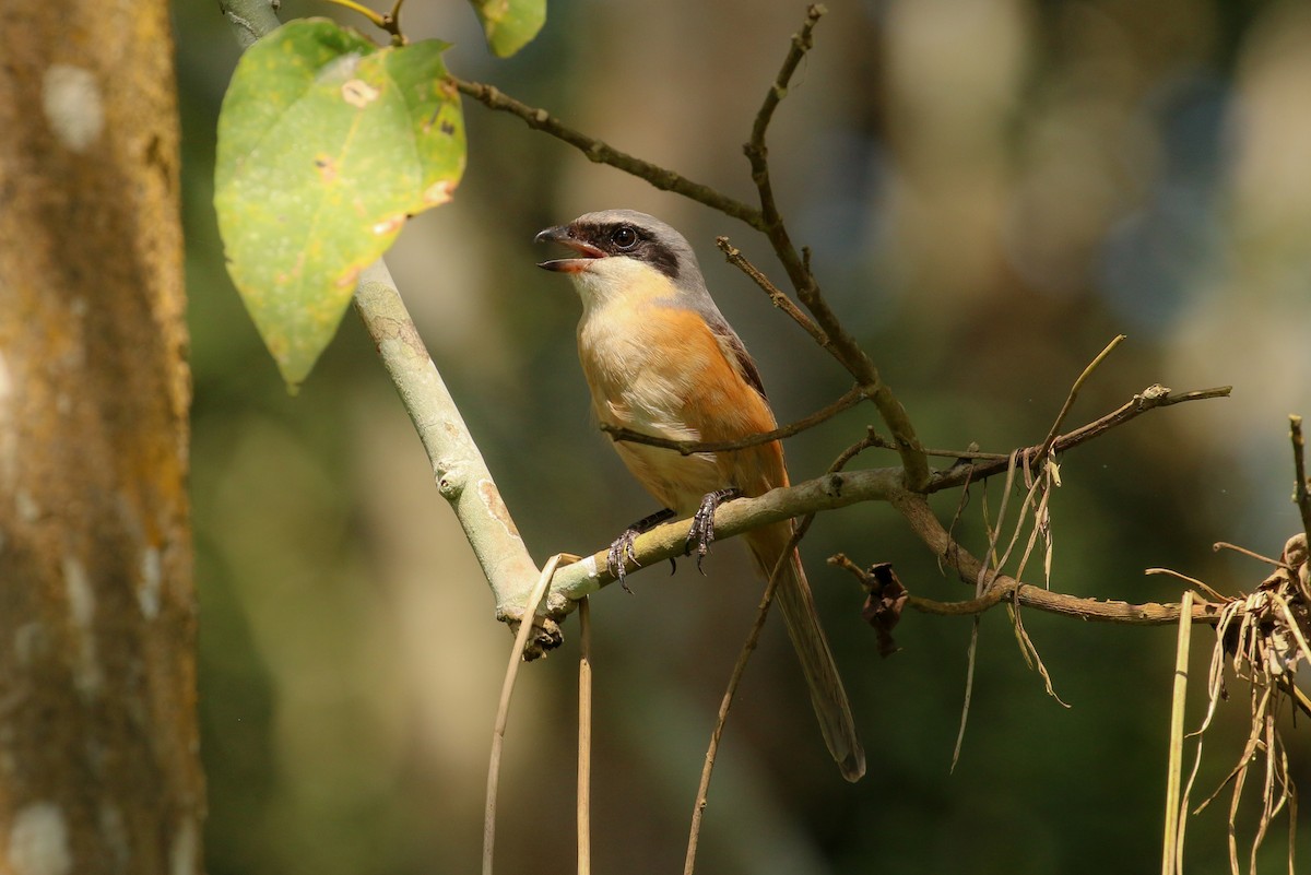 Gray-backed Shrike - ML71912941