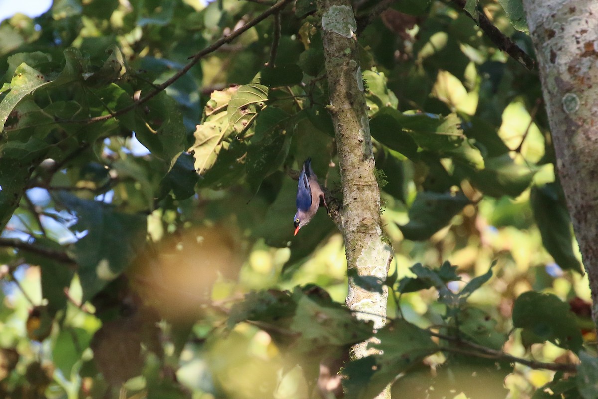 Velvet-fronted Nuthatch - ML71912981