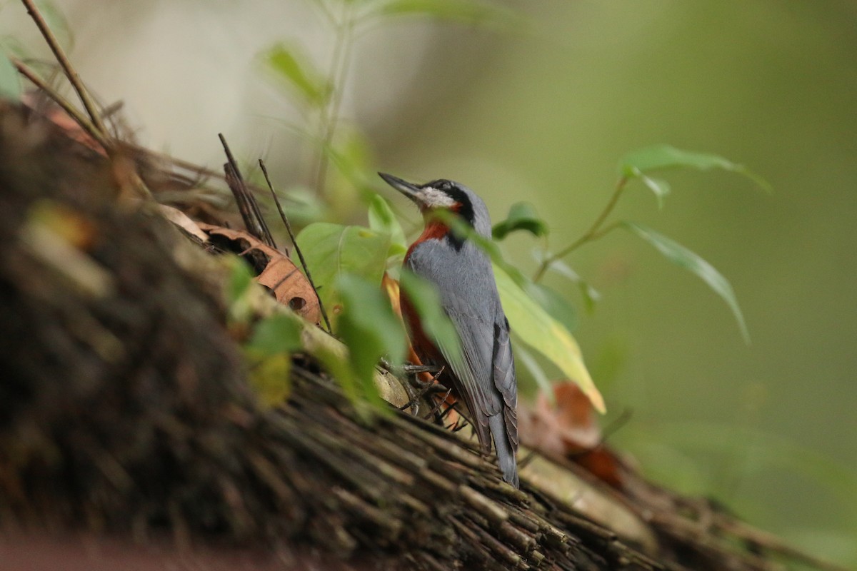 Chestnut-bellied Nuthatch - ML71913011