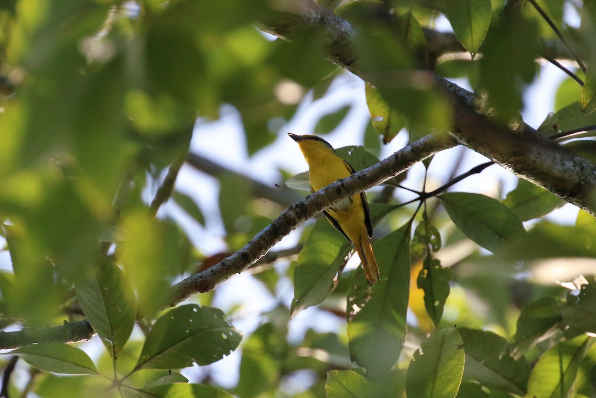 Scarlet Minivet (Scarlet) - Tommy Pedersen