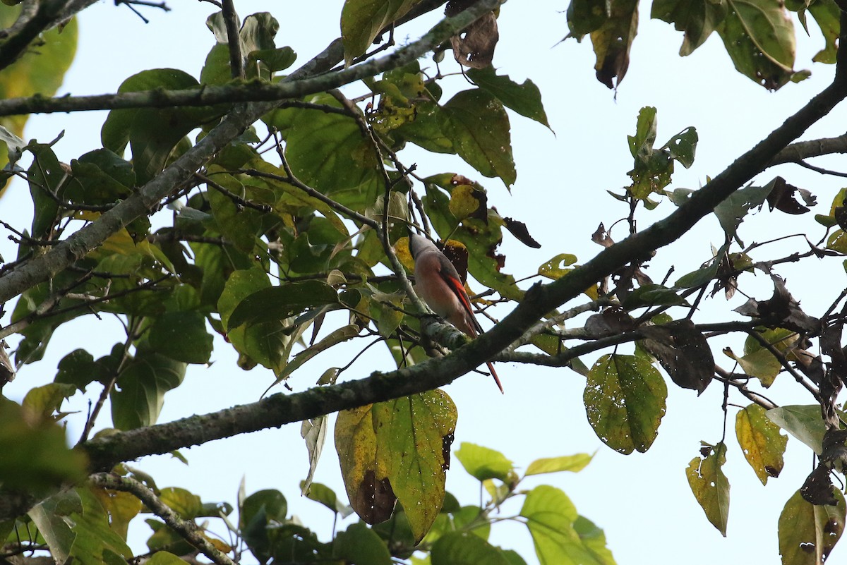 Rosy Minivet - ML71913071