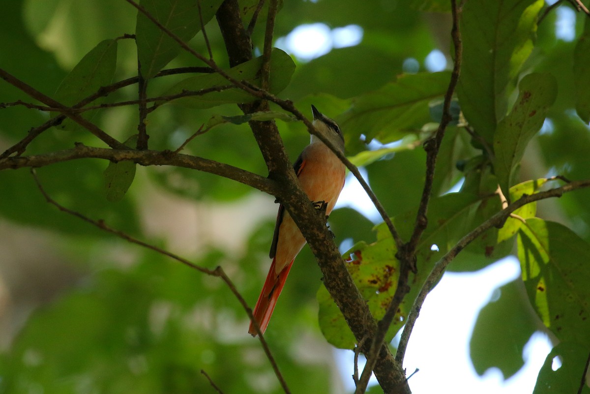 粉紅山椒鳥 - ML71913081