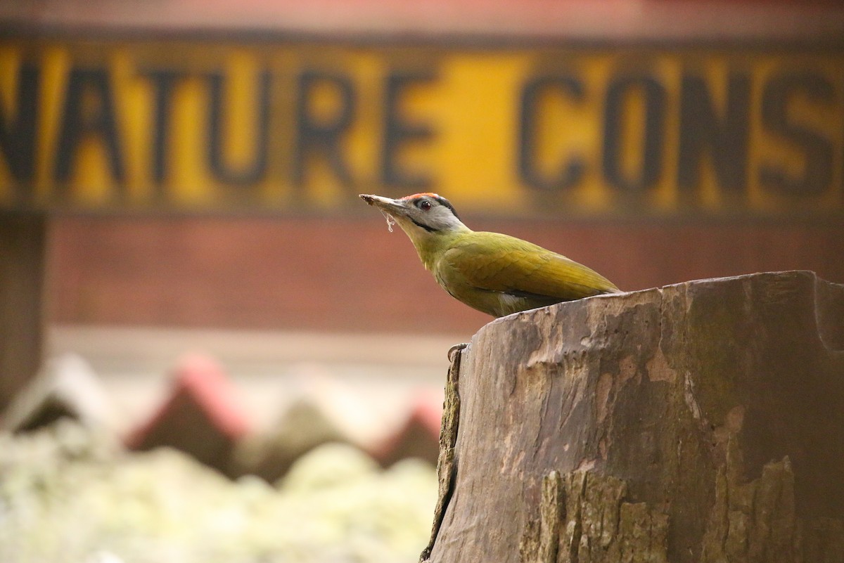 Gray-headed Woodpecker (Black-naped) - ML71913091