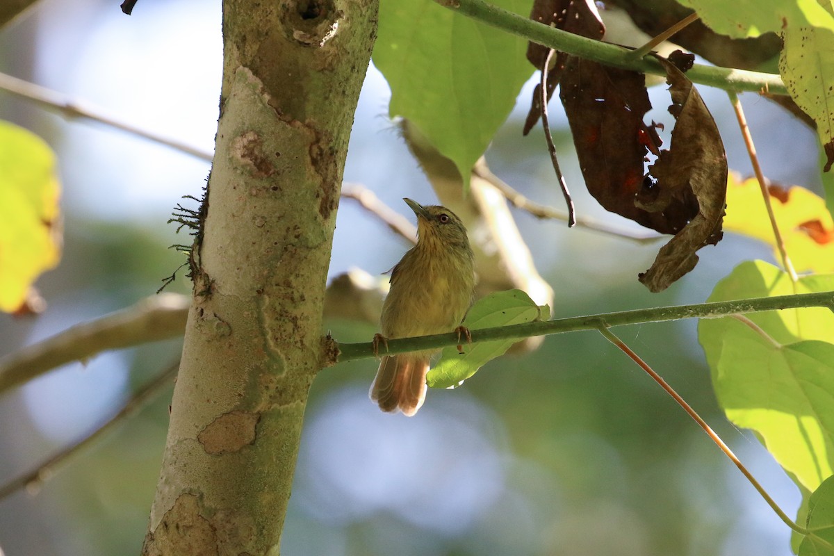 Pin-striped Tit-Babbler (Pin-striped) - ML71913111