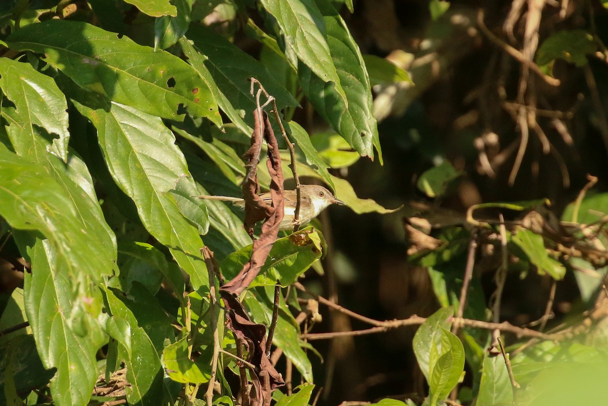 Gray-breasted Prinia - ML71913181