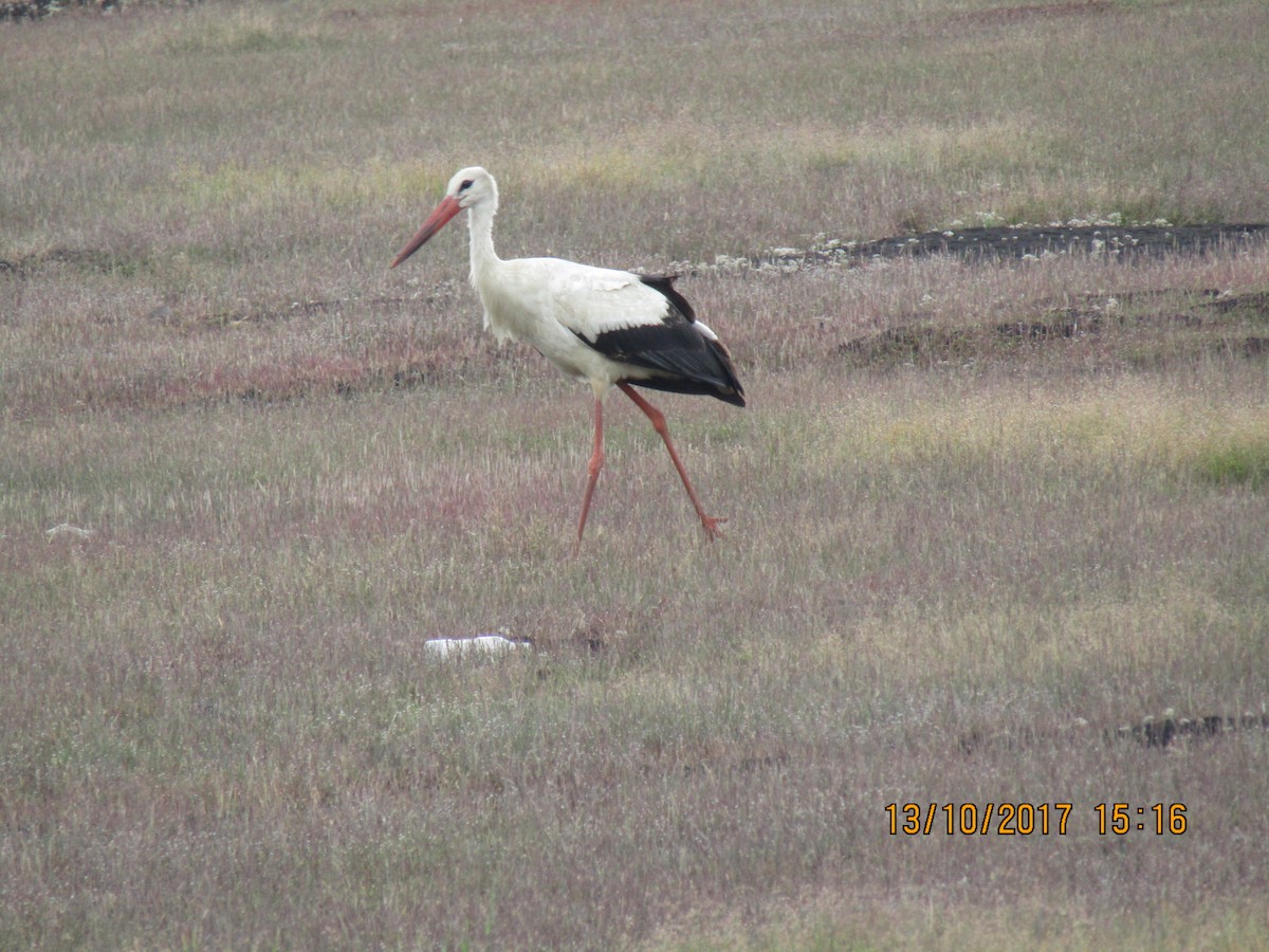 White Stork - Raju Kidoor