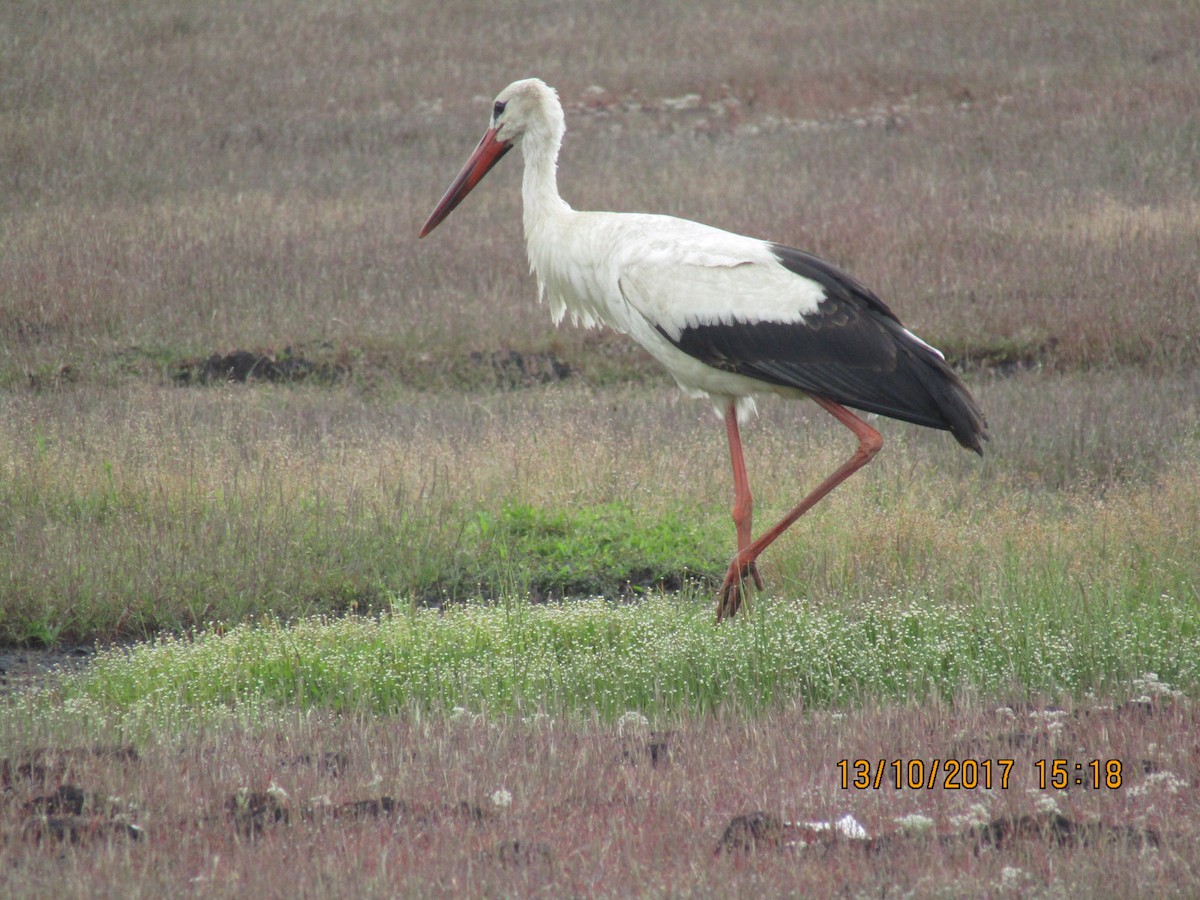 Cigogne blanche - ML71913631