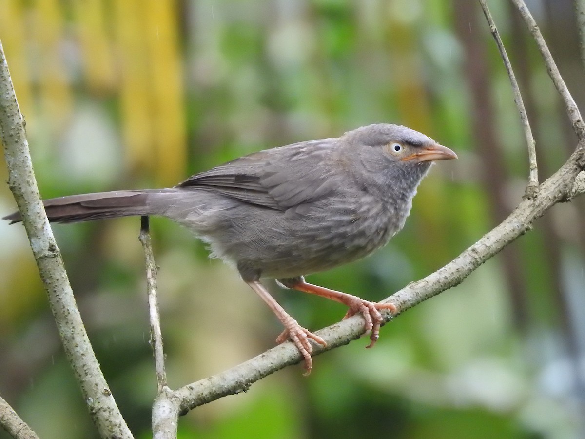 Jungle Babbler - ADARSH  G