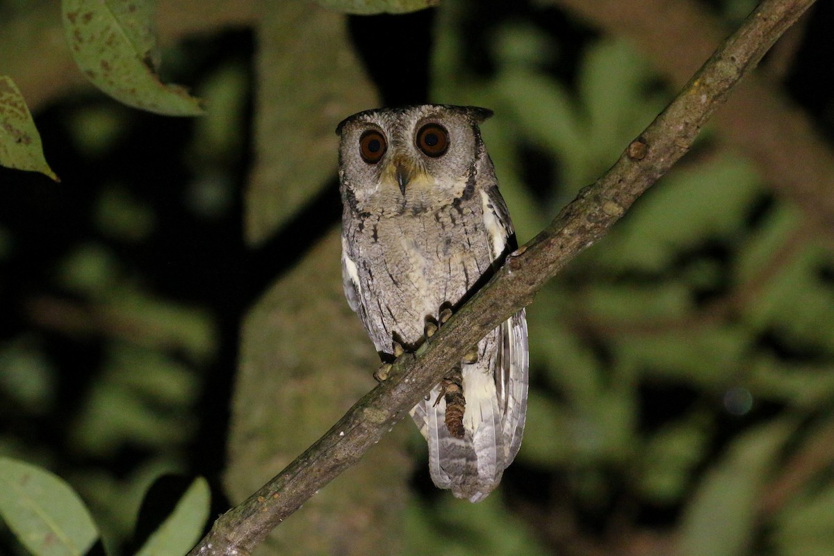 Collared Scops-Owl - Tommy Pedersen