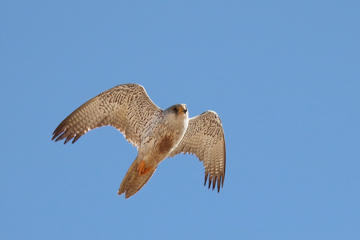 Gray Falcon - ML71916671