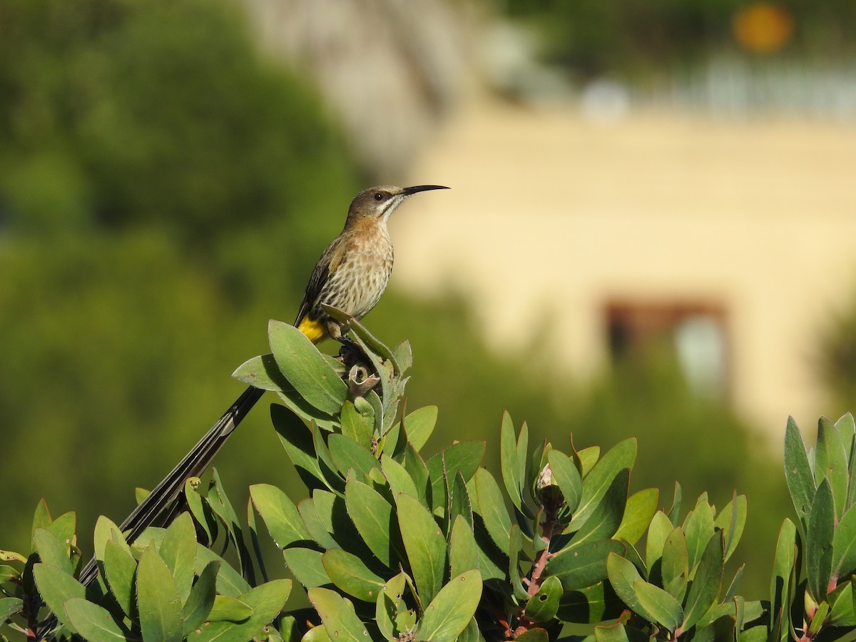 Cape Sugarbird - ML71917191