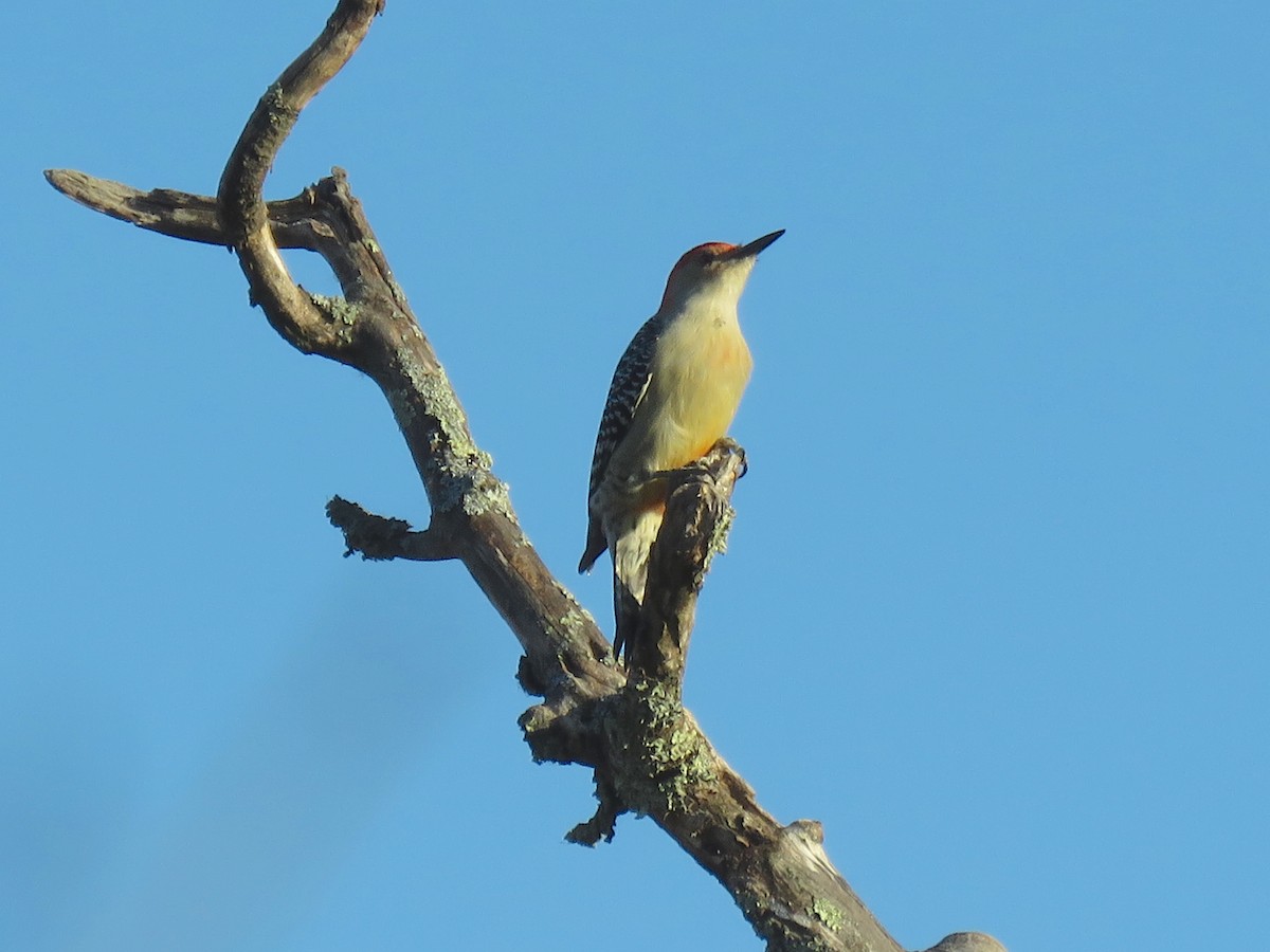 Red-bellied Woodpecker - ML71917611