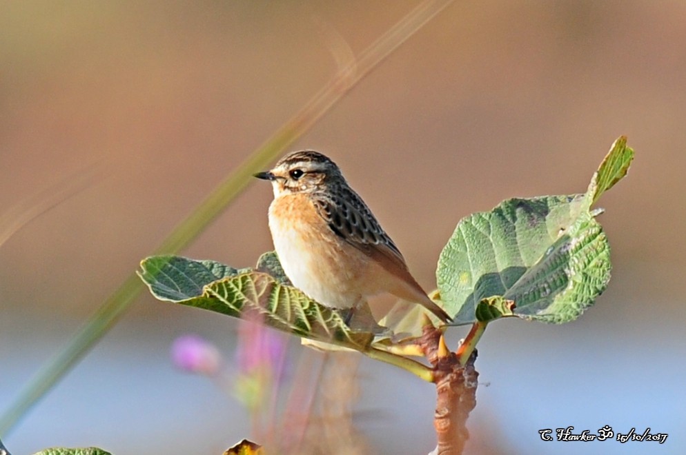 Whinchat - ML71917991