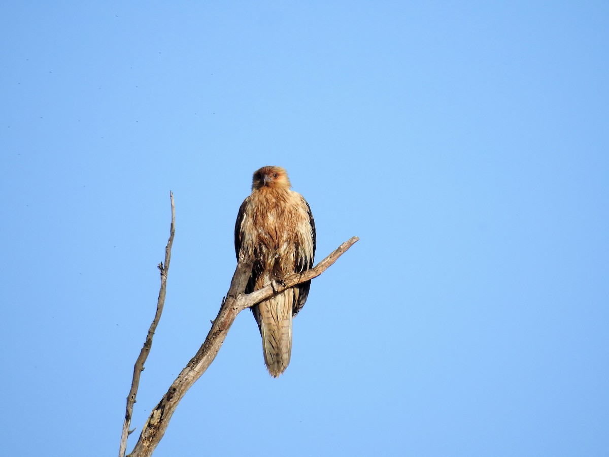 Whistling Kite - ML71918501