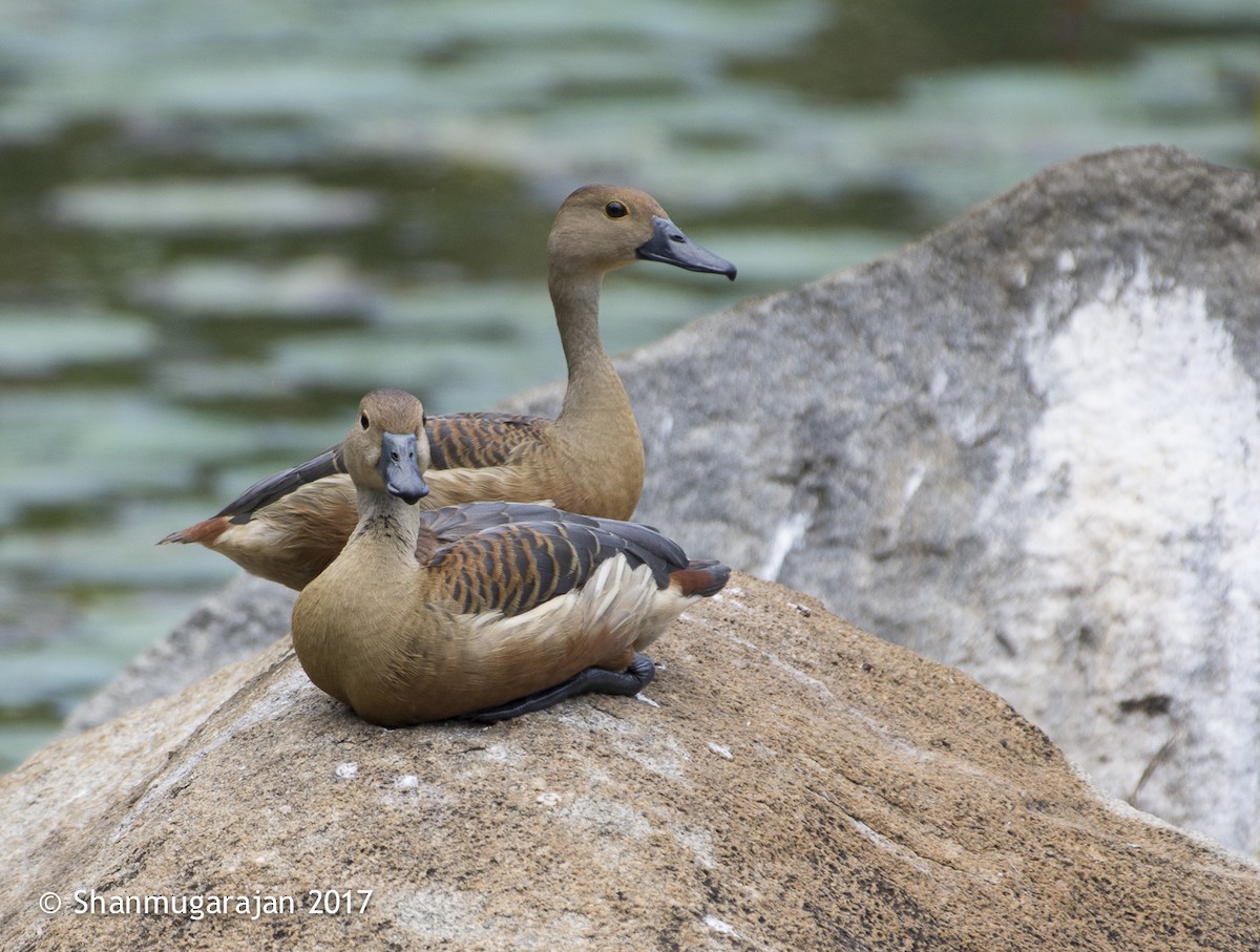 Lesser Whistling-Duck - ML71918641