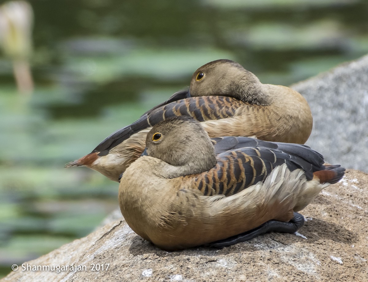 Lesser Whistling-Duck - ML71918651