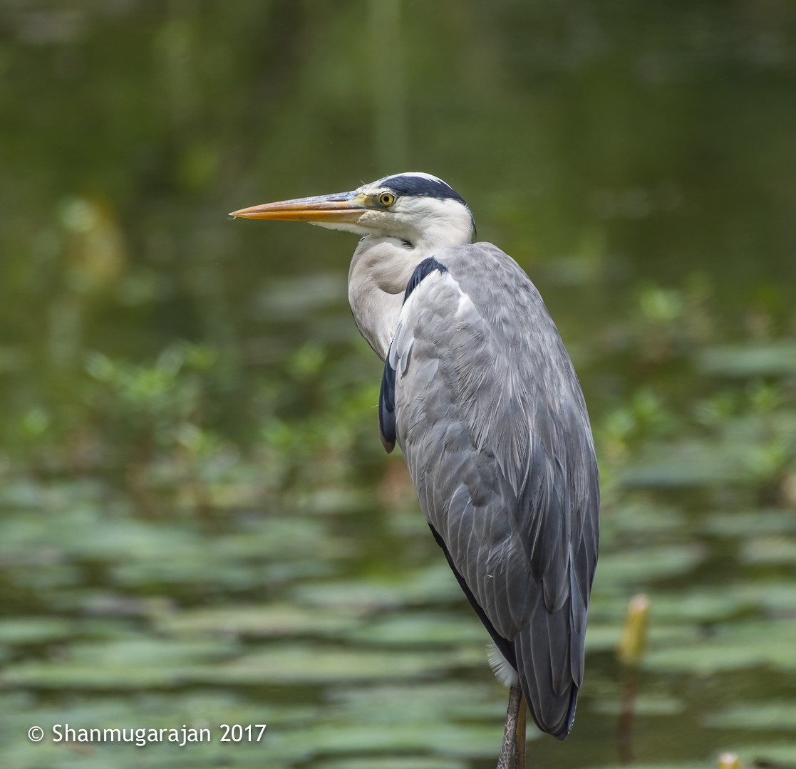 Gray Heron - ML71918681