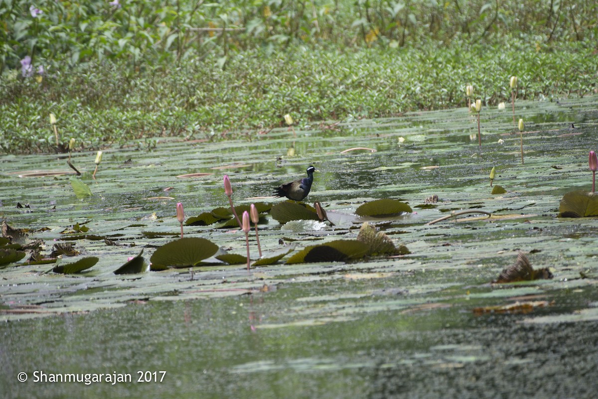 Bronze-winged Jacana - ML71918691