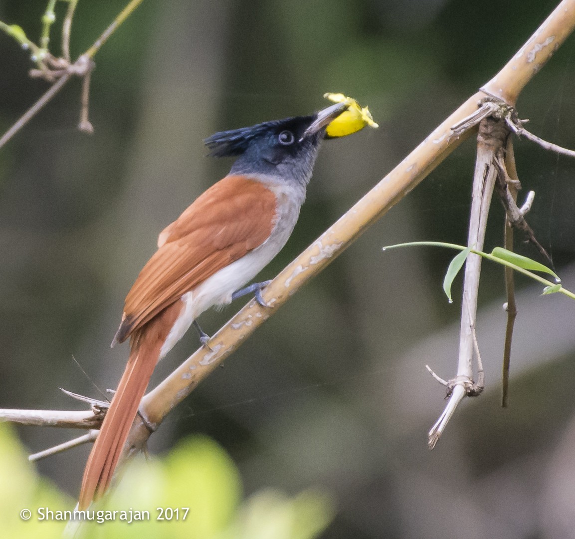 Indian Paradise-Flycatcher - ML71918721