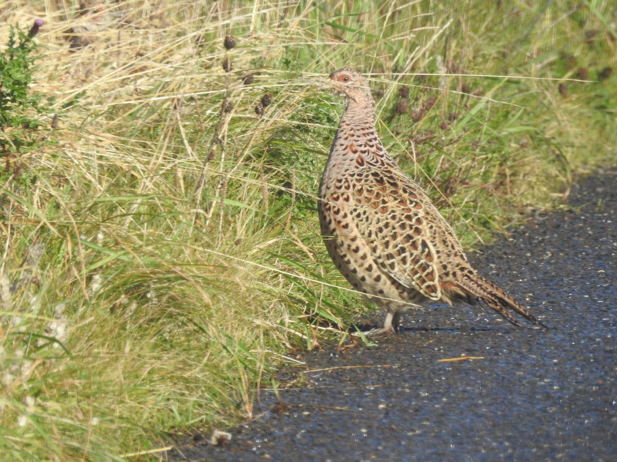 Ring-necked Pheasant - William Cormack