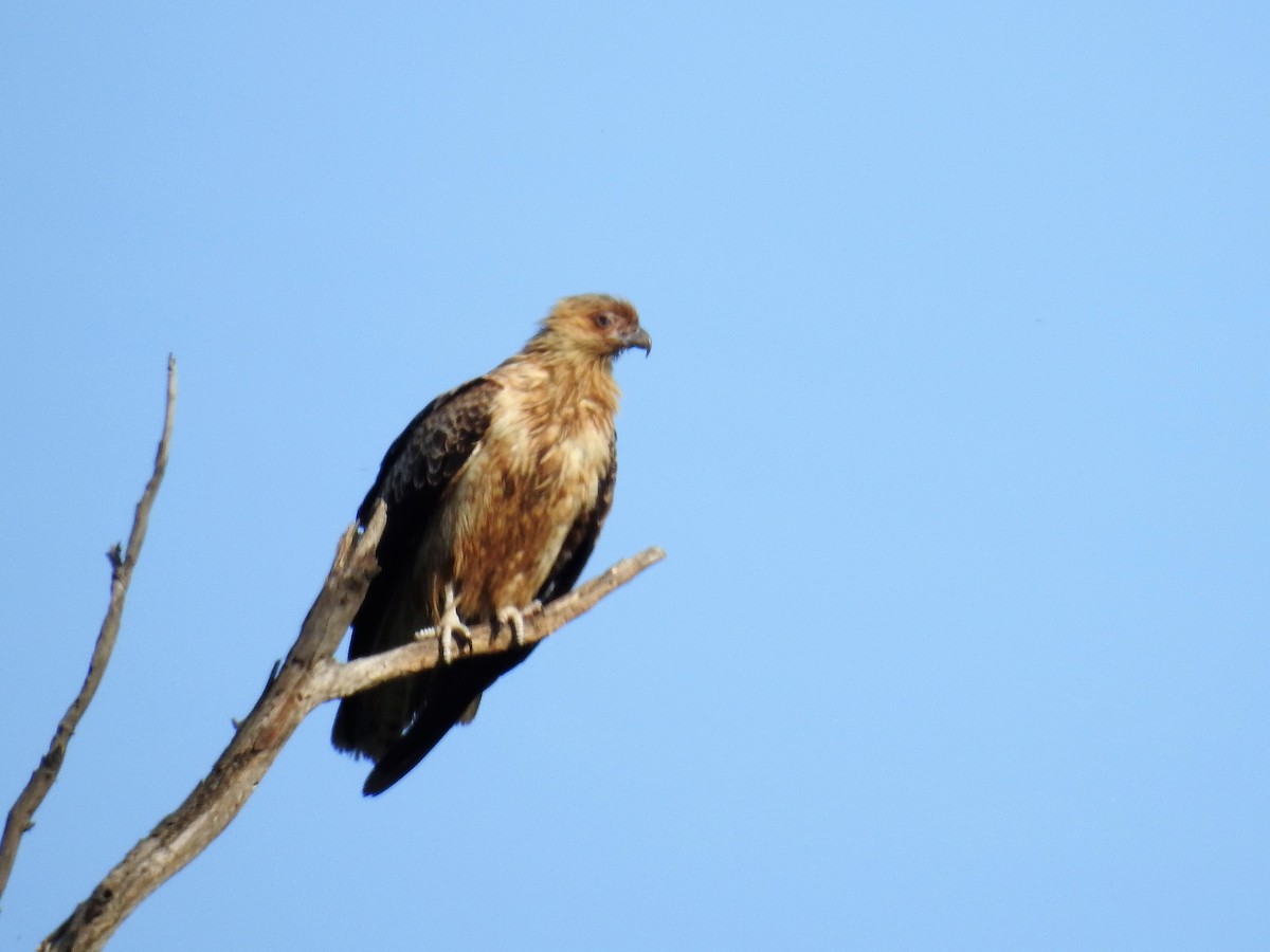 Коршун-свистун - ML71919081