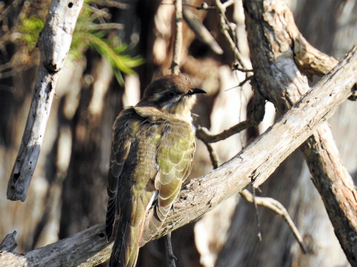 Horsfield's Bronze-Cuckoo - ML71919491