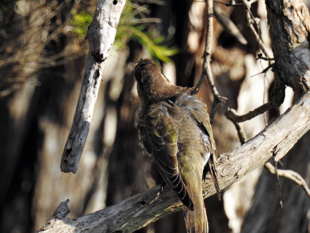 Horsfield's Bronze-Cuckoo - ML71919581