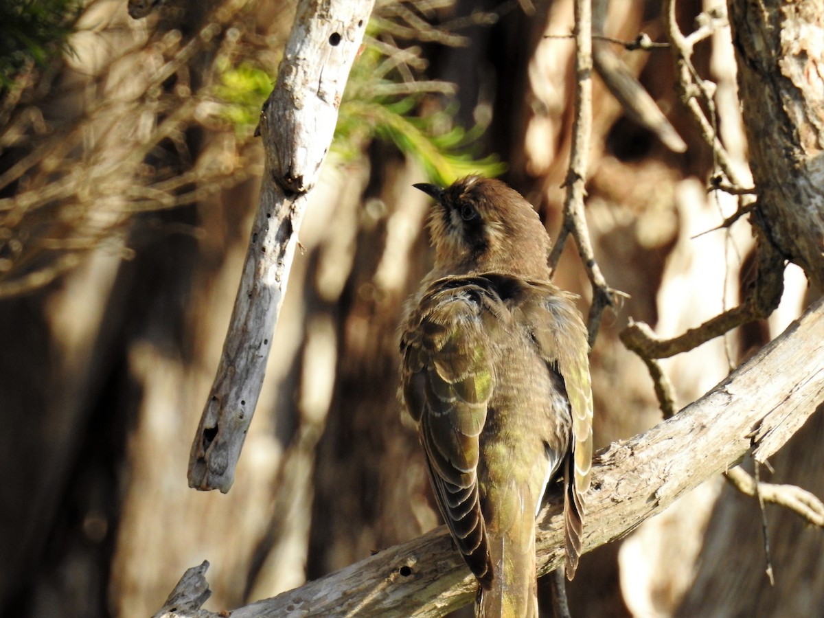 Horsfield's Bronze-Cuckoo - ML71919651