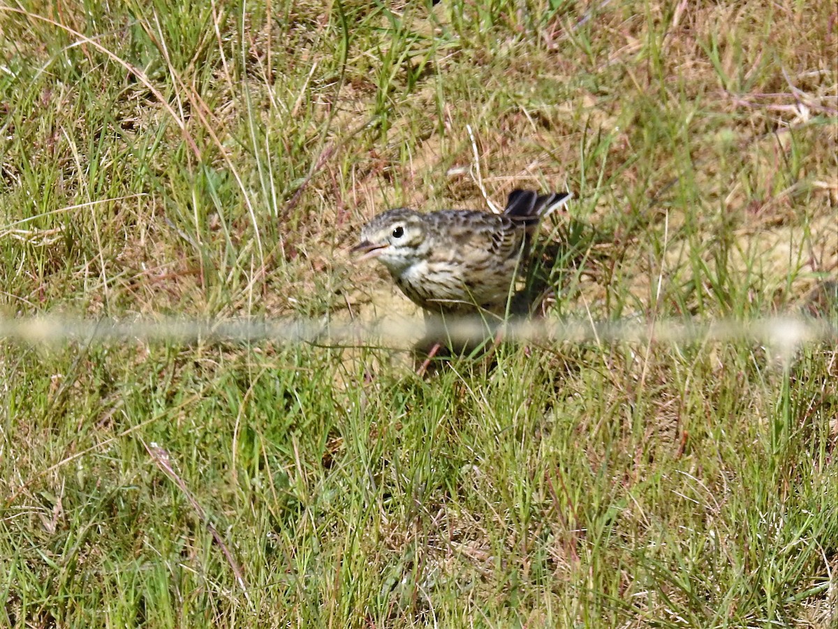 Australian Pipit - ML71919691