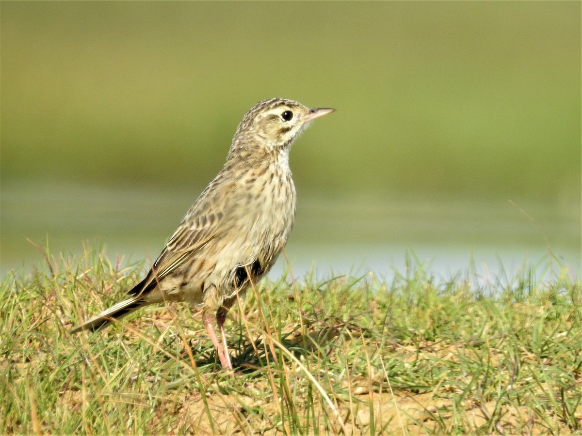 Australian Pipit - ML71919771