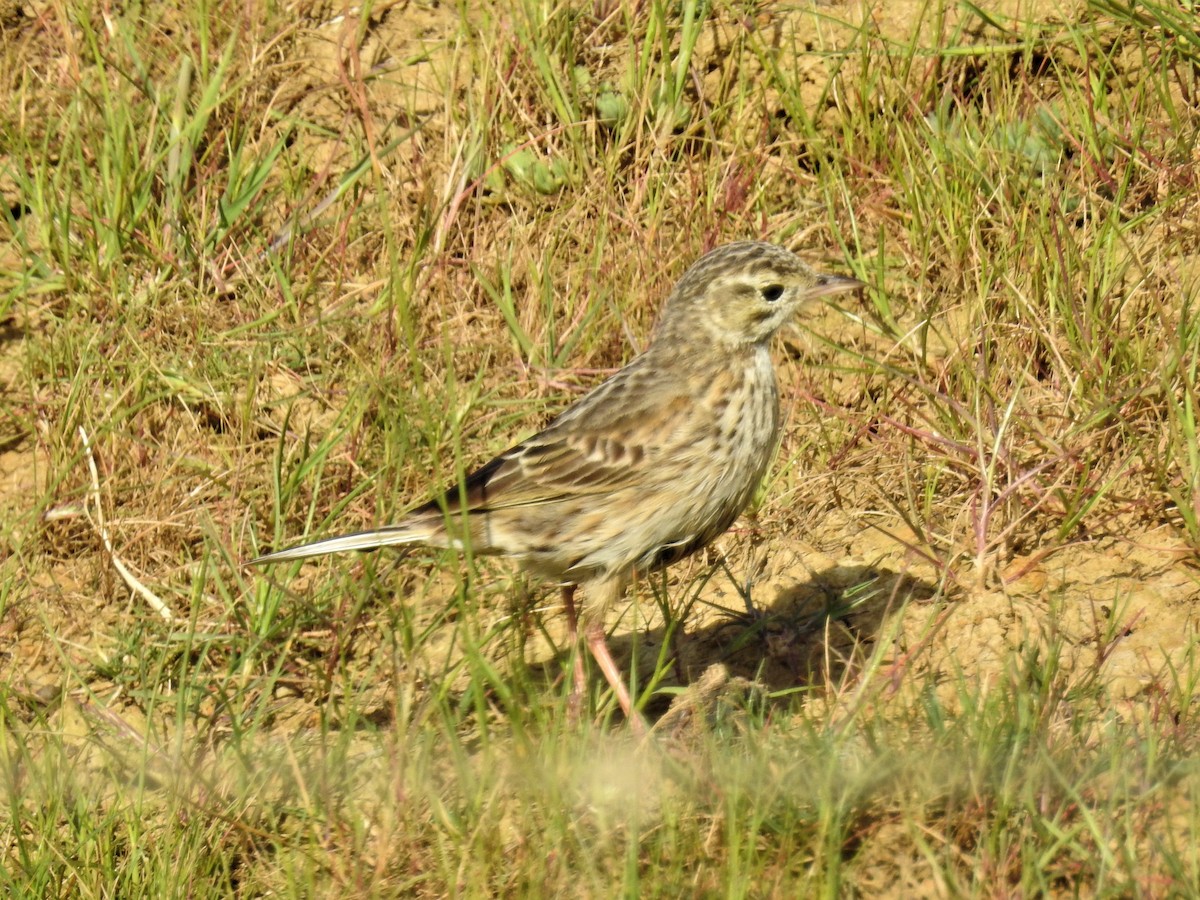 Australian Pipit - ML71919801