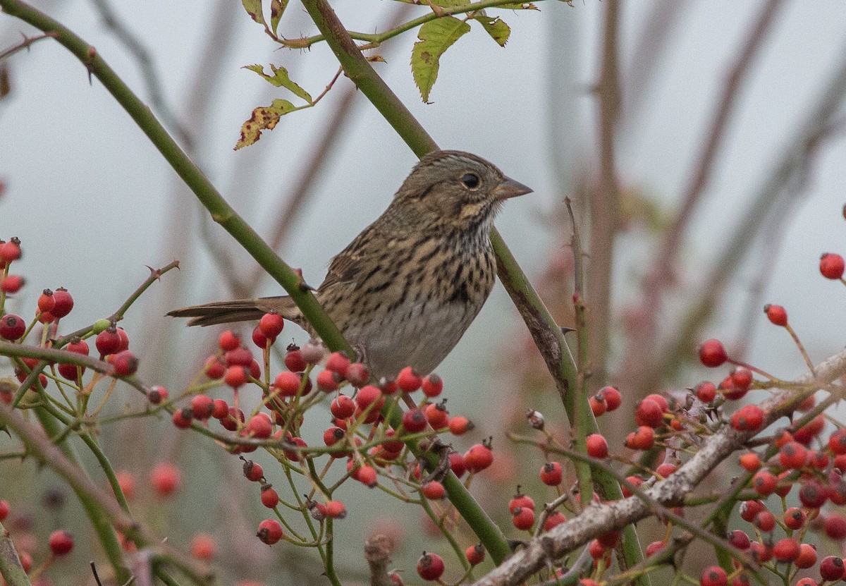 Lincoln's Sparrow - ML71919861