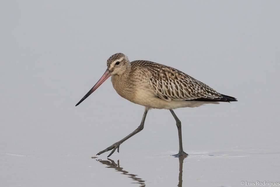 Bar-tailed Godwit - ML71919981