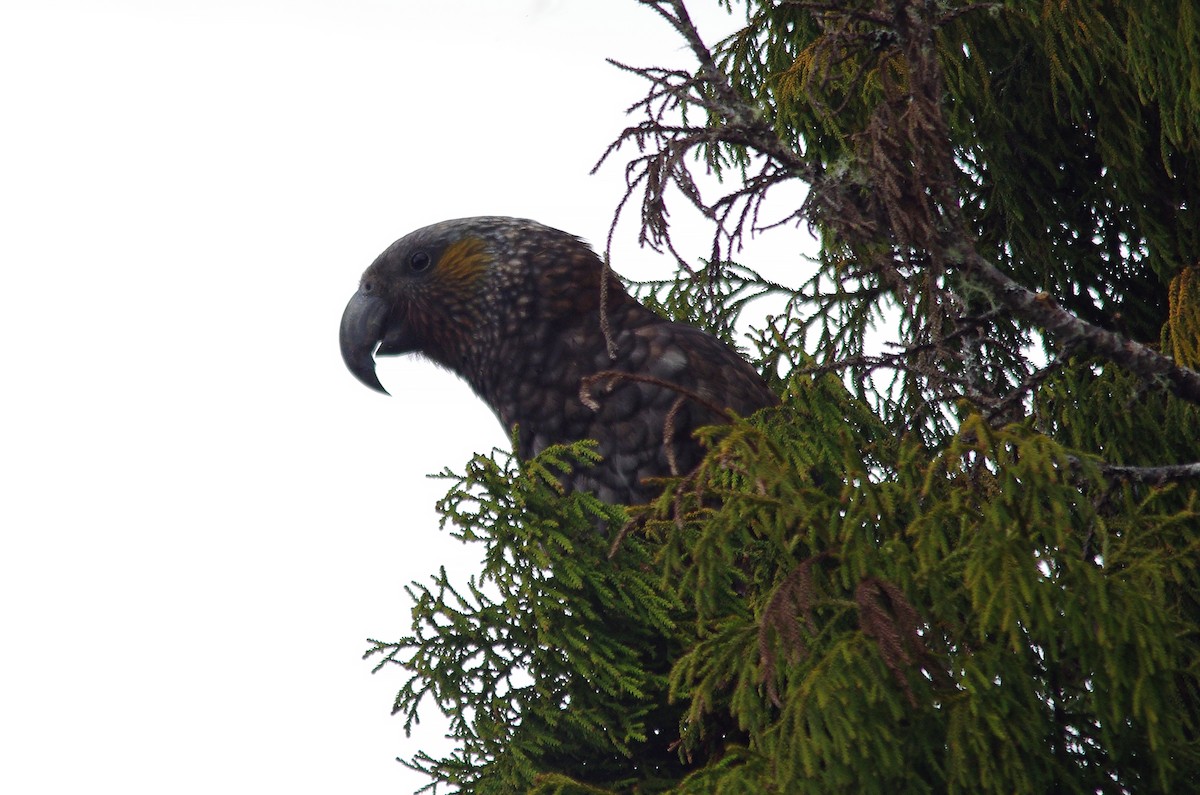 New Zealand Kaka - ML71923221